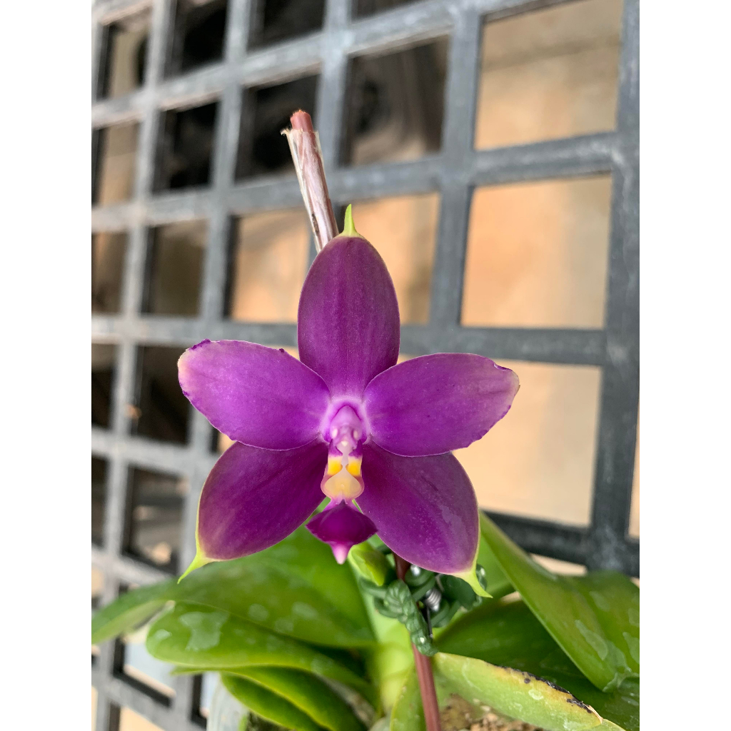 植享i生活-原生種/蝴蝶蘭/Phal violacea indigo/觀葉植物/香花/室內植物/