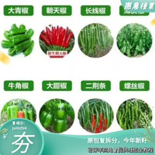 大果螺絲椒種子壓趴架高産香辣特大號椒辣種子四季陽臺盆栽蔬菜種子【惠農園藝】
