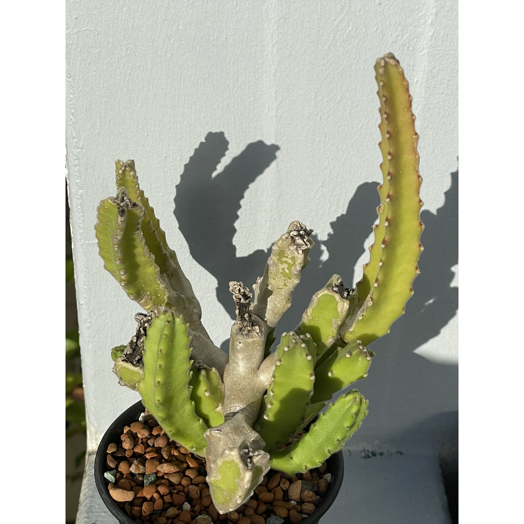 大花犀角 Stapelia gigantea  多肉植物 藦羅科 豹皮花屬