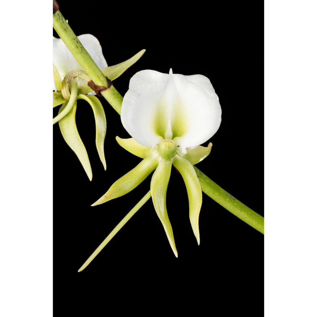 Angraecum eburneum x self 原生種蘭花瓶苗