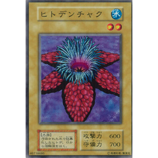 【伍先生卡牌】絕版 遊戲王 / 絕版 第一期 (無標) 海星葵 / 卡況50~80分