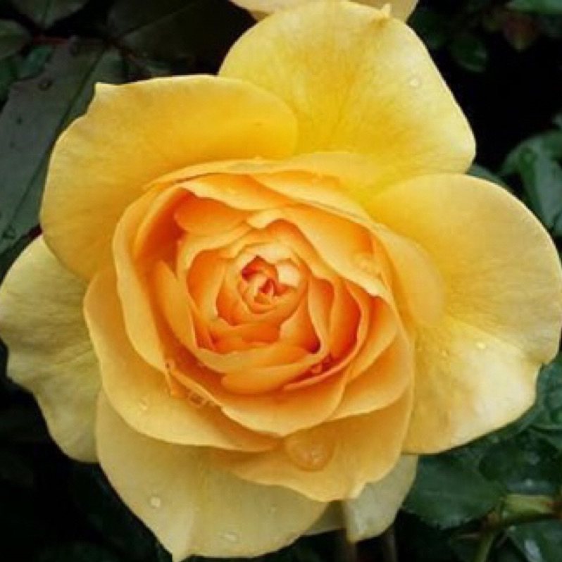《茱莉亞查爾德》 🈶貨 🌹 玫瑰花盆栽苗 🌹 玫瑰苗 🌹 玫瑰花苗 🌹 玫瑰盆花 🌹玫瑰花🌹