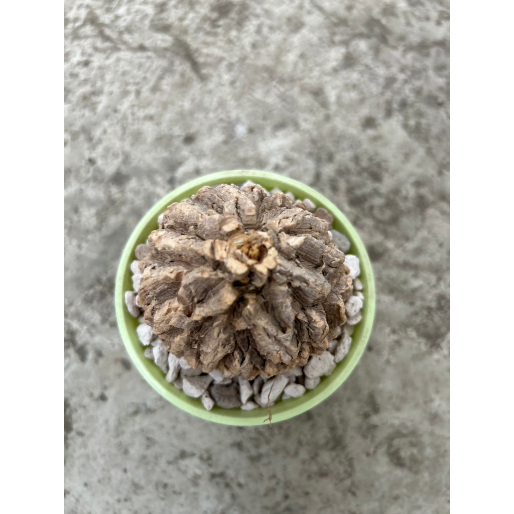 植系青屬-龜甲蘿藦/塊根植物/網美植物/裸根寄出