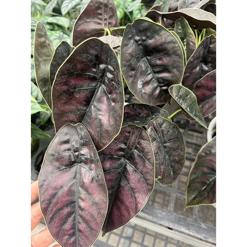 5吋 汶萊之星 觀音蓮  植物 ig 網紅 觀葉植物 網紅植物 室內植物 空氣淨化 陽台植物 高級植物