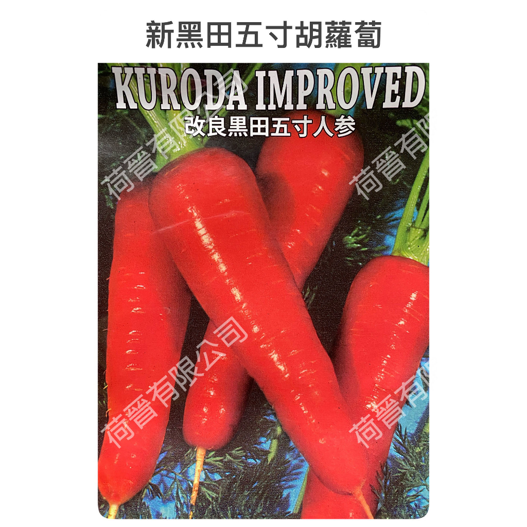 新黑田五寸胡蘿蔔種子5公克(約3000粒) 紅蘿蔔種子