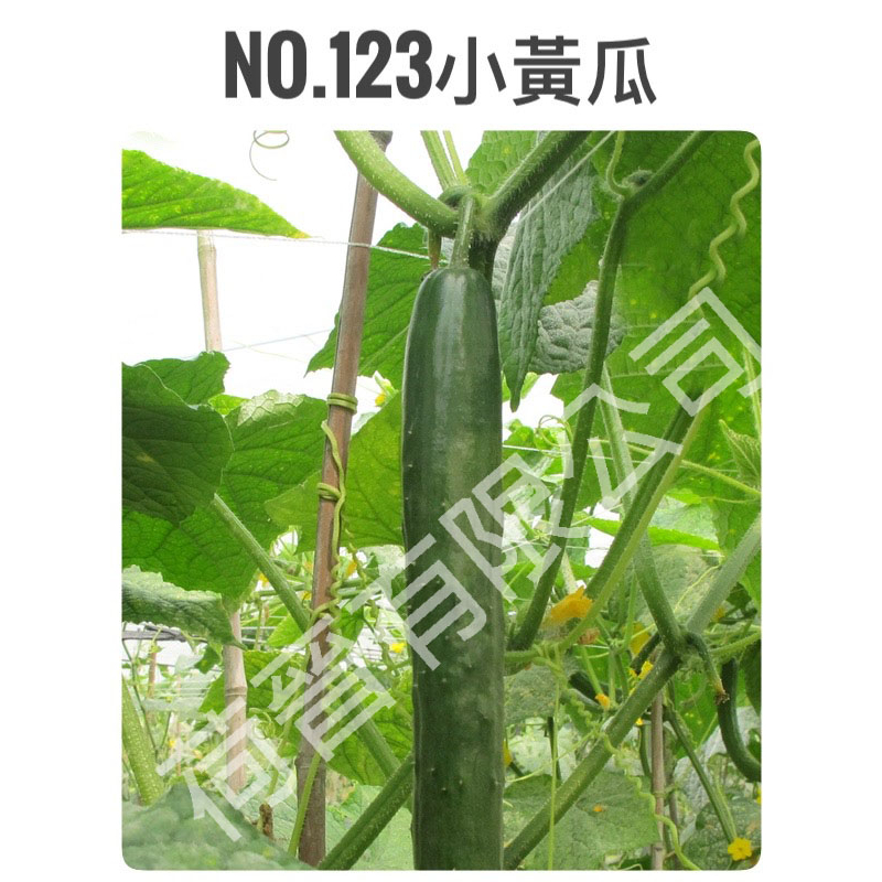 NO.123小黃瓜種子(3粒) 一代交配 冠軍品種 小胡瓜