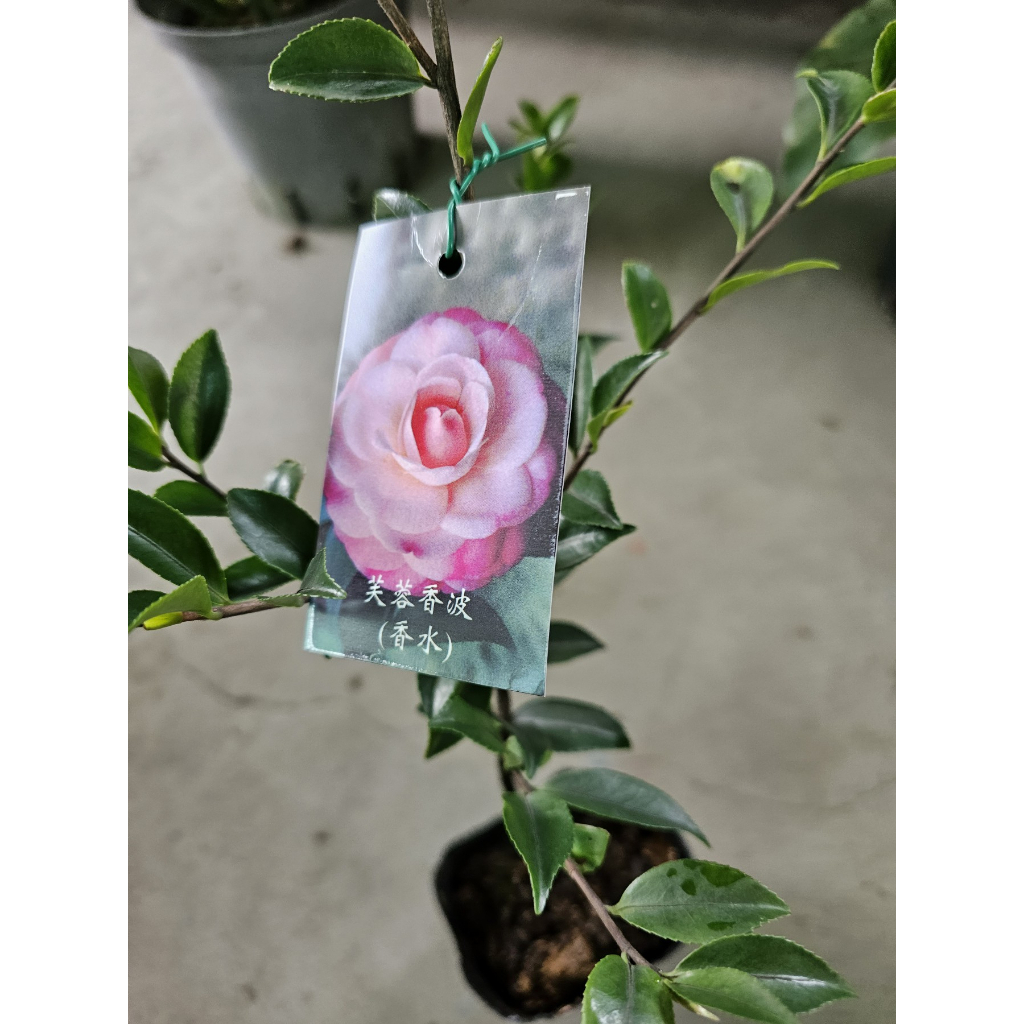 李家果苗 芙蓉香波 茶花 3吋盆 淡粉紅 中輪花 牡丹花型 高度15-30公分 單價70元 特價65元