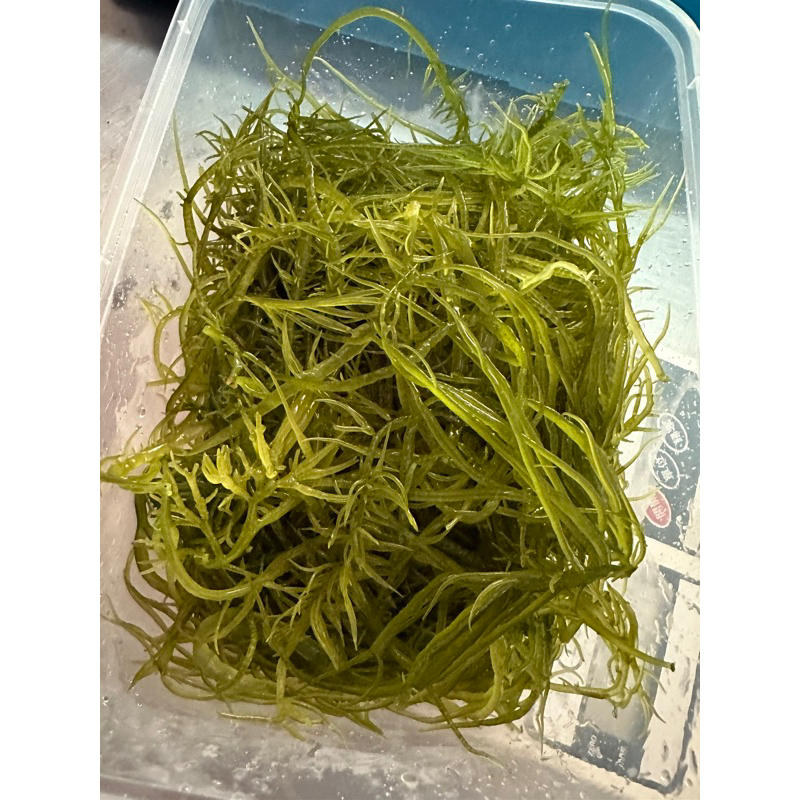 「現/季節限定」藍海鮮魚-拆封即食「海大麵 涼拌菜 夏天 野生海菜」