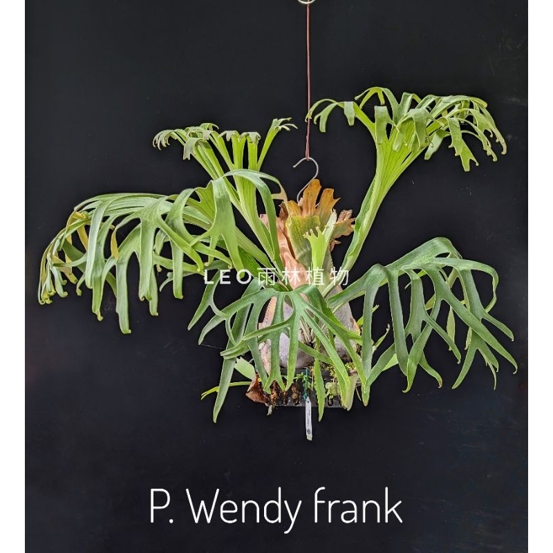 P. Wendy frank 立葉變異 鹿角蕨