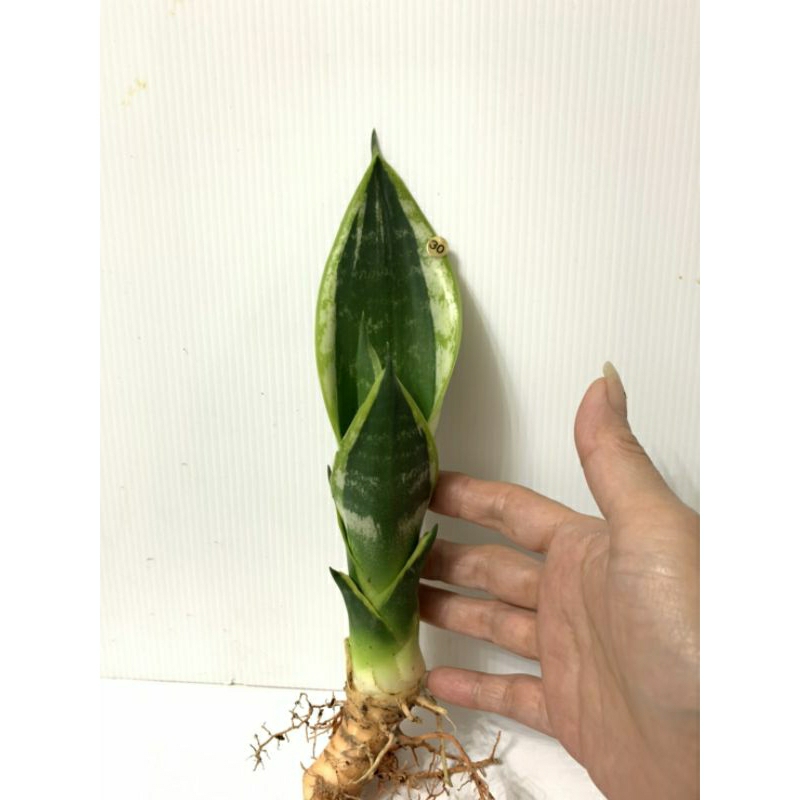 30 霸王 虎尾蘭 植物