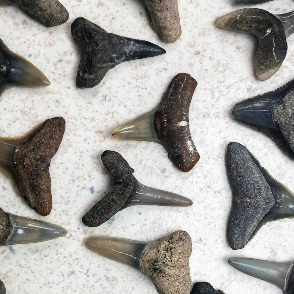 [山大古玩] 鯊魚牙齒 化石 鯊魚牙 26顆一起賣 標本 教學 飾品 項鍊 吊墜 避邪 一顆不到40元 限時促銷