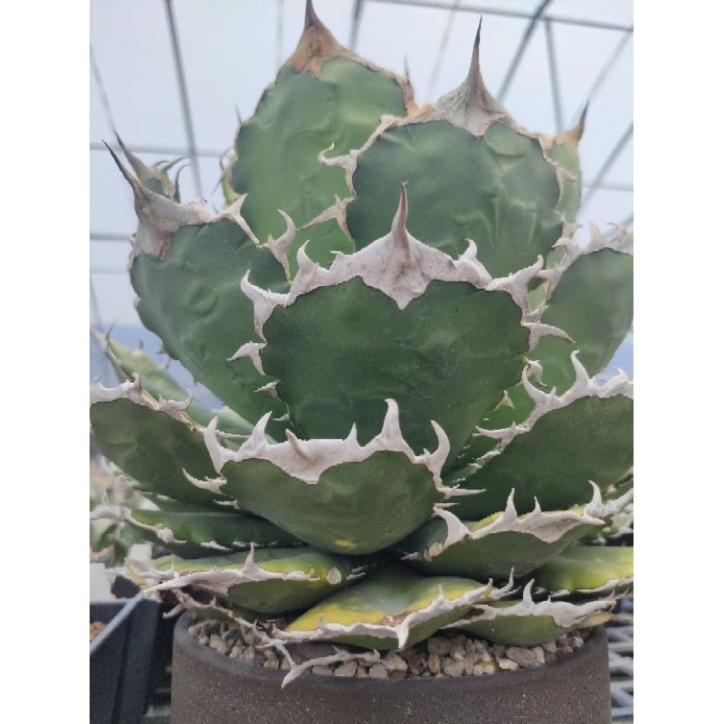 赤鬼嚴龍/龍舌蘭 Agave/多肉植物