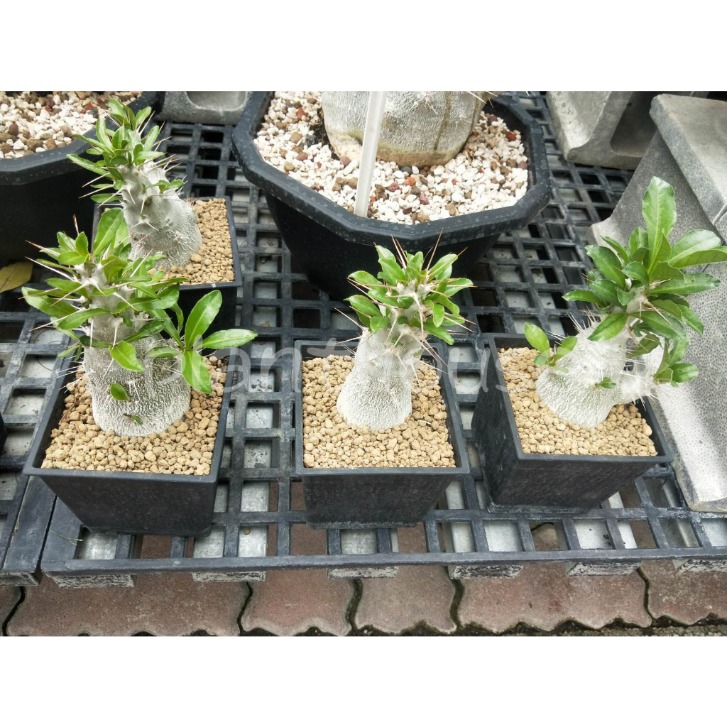 ●○植宅●○白馬城●○4/5吋盆●○多肉植物●○