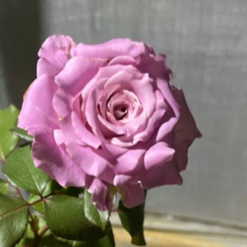 《紫愛你》🈶貨🌹 玫瑰花盆栽苗 🌹 玫瑰苗 🌹 玫瑰花苗 🌹 玫瑰盆花 🌹玫瑰花🌹