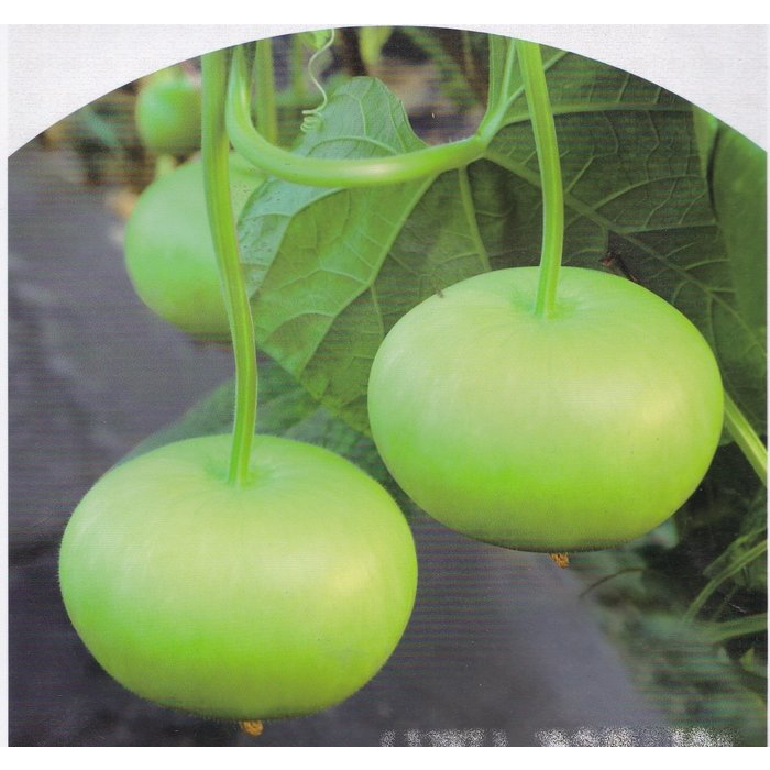 【大包裝蔬菜種子L423】蘋果瓠瓜~~坐果率高。果實偏圓型，瓜色油綠有光澤，肉質厚，細嫩多汁。