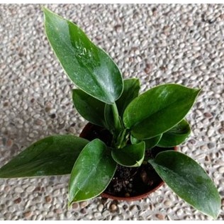玫森 綠帝王蔓綠絨 彩虹帝王蔓綠絨 3吋盆 觀葉植物