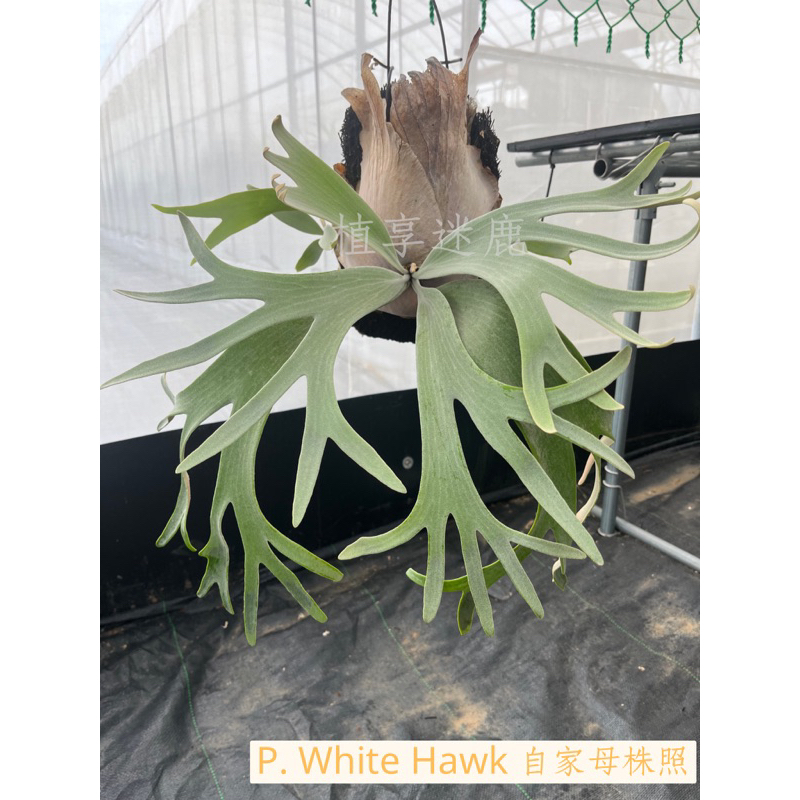 ［植享迷鹿］ 白霍克鹿角蕨 P. White Hawk  - 穩根側芽-2
