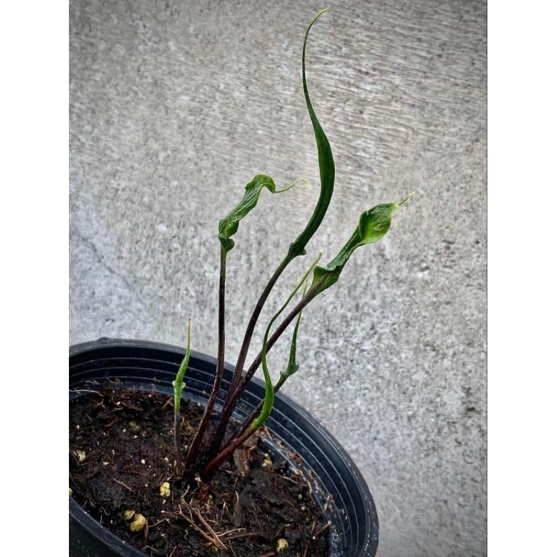 【山野園藝】🌿烏賊觀音蓮🌿 Alocasia Flying Squid