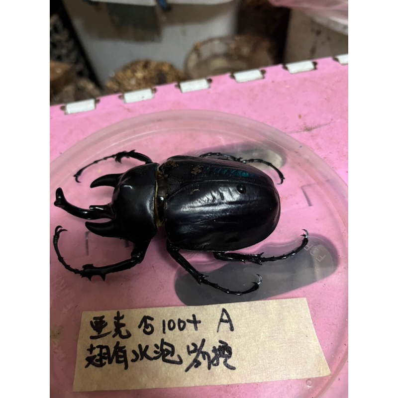 亞克提恩大兜幼蟲模型