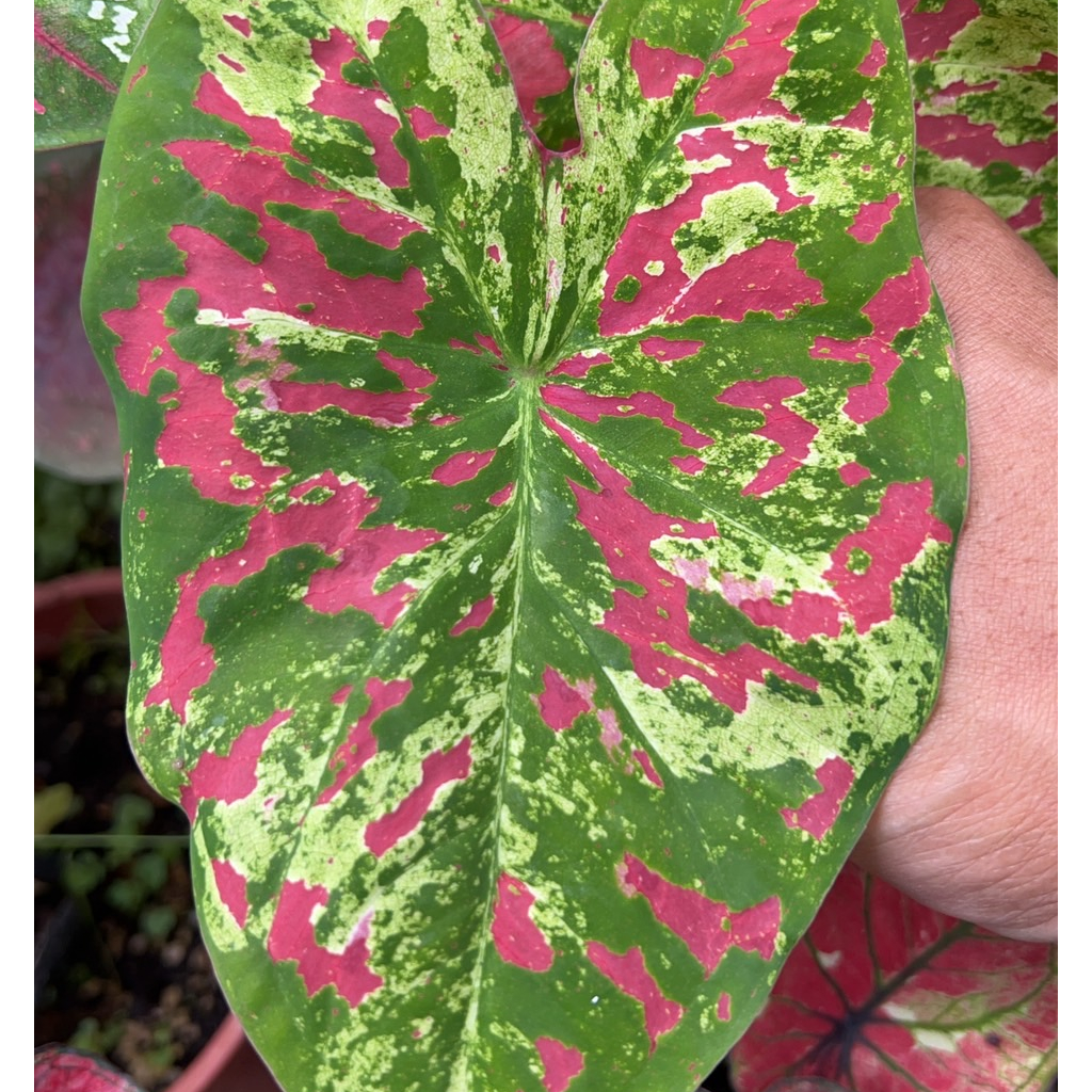 正版 佛州美人 🈵️千送百 彩葉芋 斑迷彩 ig 網紅 觀葉植物 室內植物 空氣淨化 陽台植物 高級植物