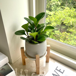 圓葉椒草 3吋 4吋 發財樹 植栽 植物 水泥盆 觀葉植物 室內 綠化盆栽 質感盆栽 【盞樂空間】