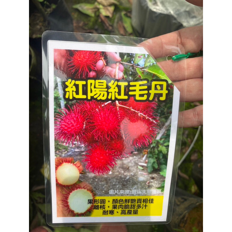 卉迎園藝 紅陽紅毛丹 靠接苗 高度80公分 離核品種 黑貓宅配一箱可放6棵