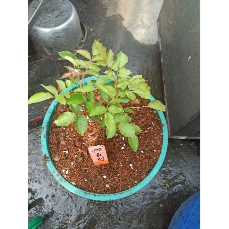 玫瑰專用培植土（高透氣、高滲透、高保濕）、玫瑰專用扦插土（高透氣、高滲透、高保濕）、食蟲植物培植土（高透氣、高滲透、高保