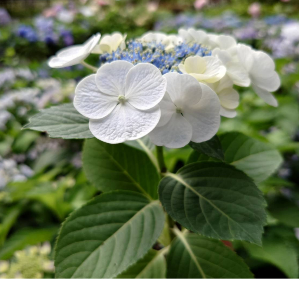 (3.5吋盆) 額繡球花 🦢季節限定盆栽🦢