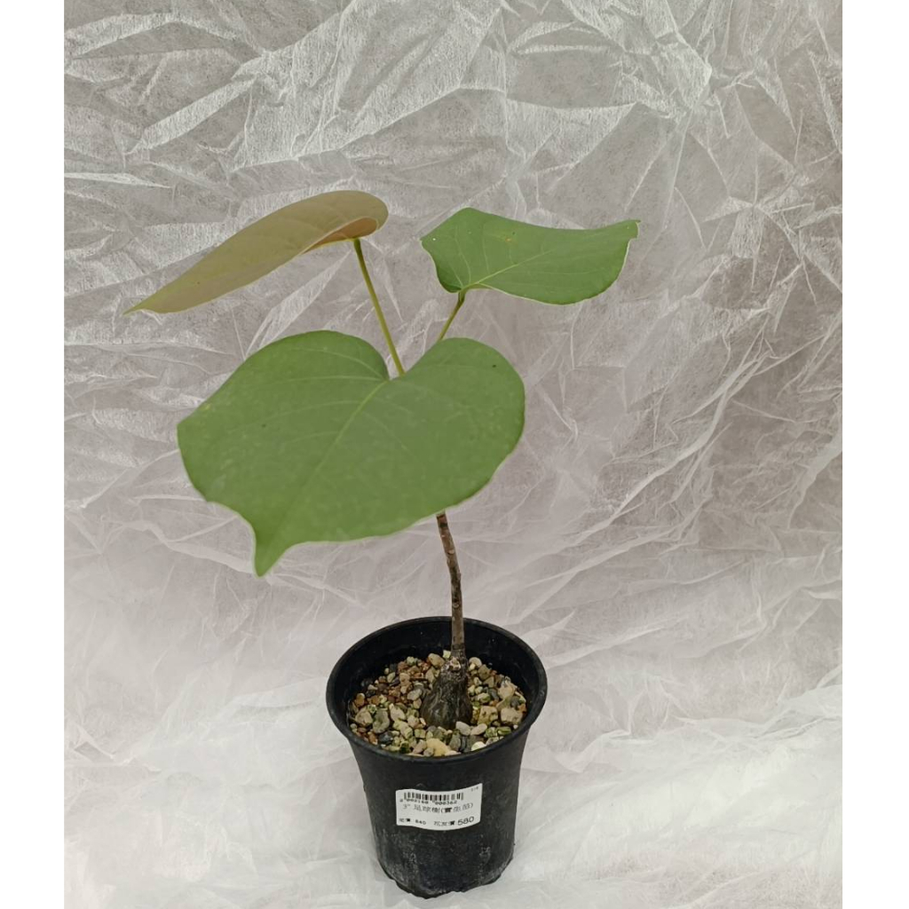 【埔茂花市】✦ 3吋 足球樹 塊根植物 Pseudobombax ellipticum 網紅植物