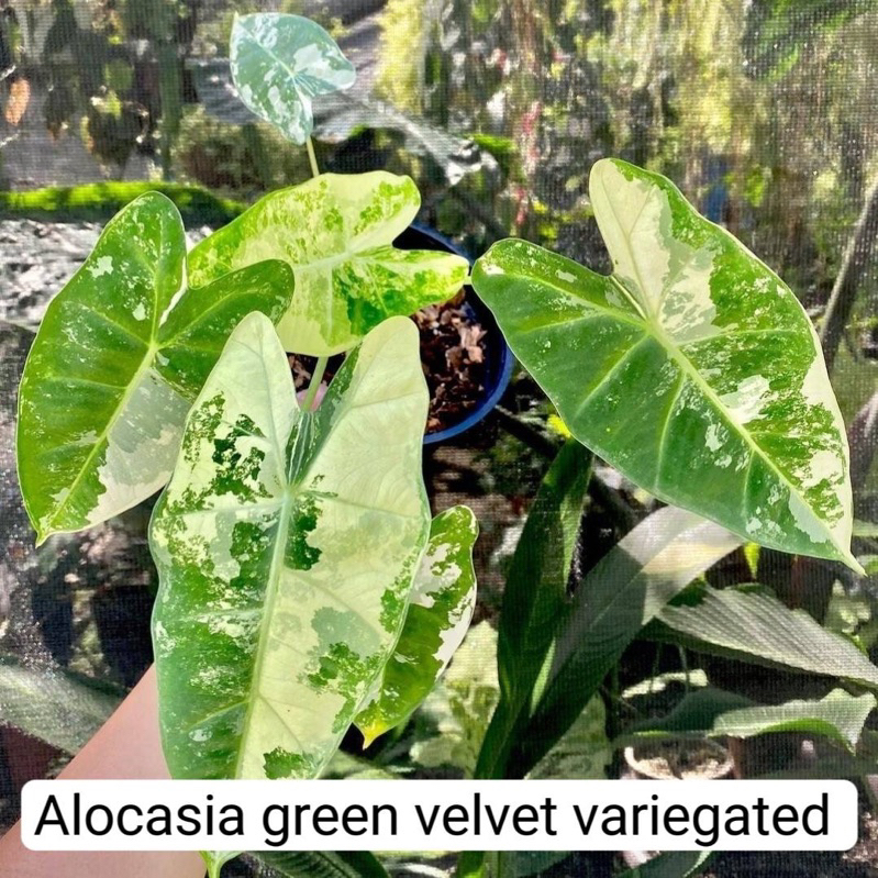 斑葉绒葉觀音蓮販售商品是3吋盆學名：Alocasia frydek variegated