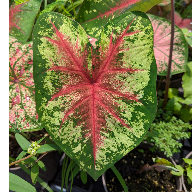 開心農元-觀葉植物- 奉承 彩葉芋 Caladium Flatter Me