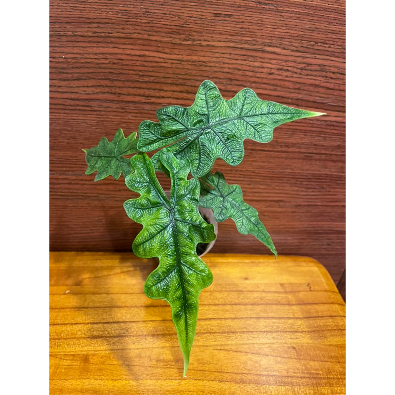 傑克林觀音蓮Alocasia jacklin 天南星科/觀葉植物/觀音蓮