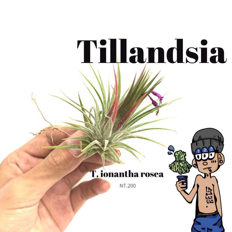 T.ionantha rosea變異小精靈#空氣鳳梨