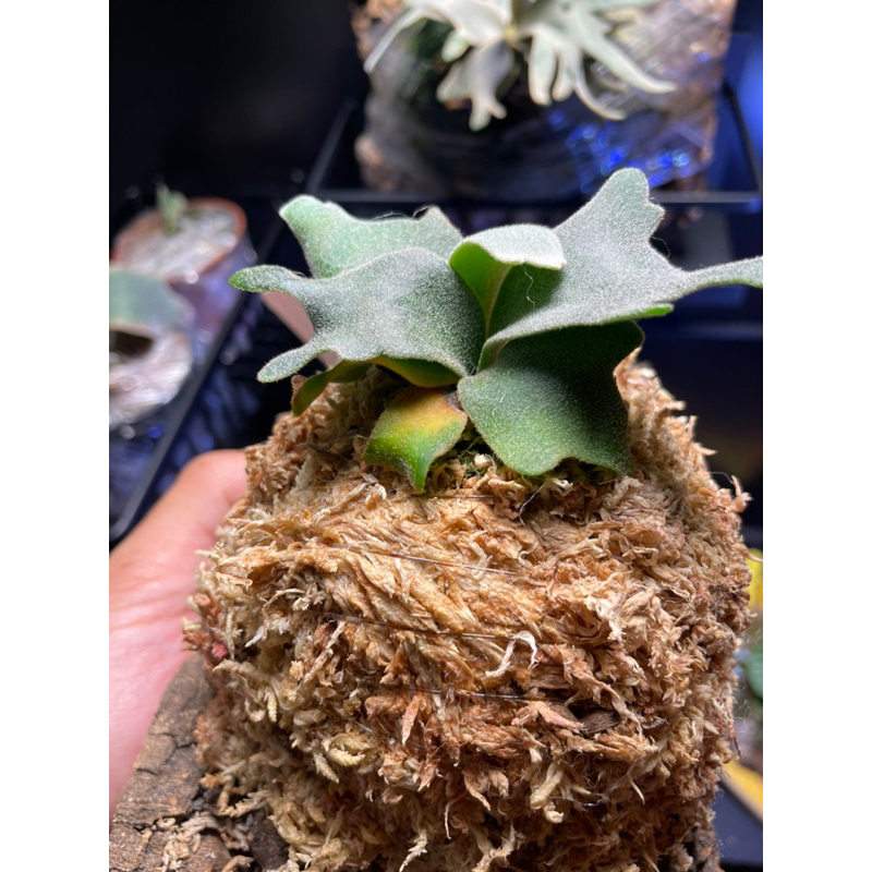 国内正規品】 zzz bacteria 2株 sporeling 植物/観葉植物 - www