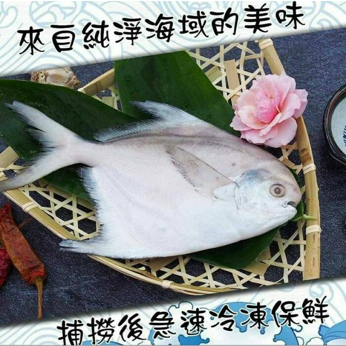 【億品館】野生白鯧魚/隻