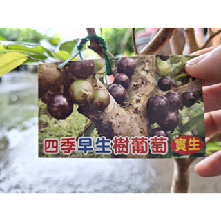 李家果苗 四季早生樹葡萄 7吋盆 實生苗 高度70-80公分 單價360元