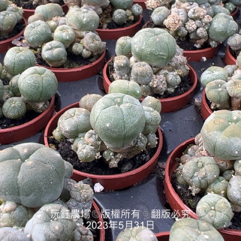 烏羽玉｜優惠推薦- 蝦皮購物- 2025年10月