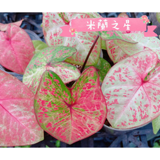 🌵✧植得栽✦【精選彩葉芋】一物一拍 彩葉芋 泰彩 觀葉植物 天南星 雨林 觀音蓮 蔓綠絨 龜背芋 斑葉 網紅植物
