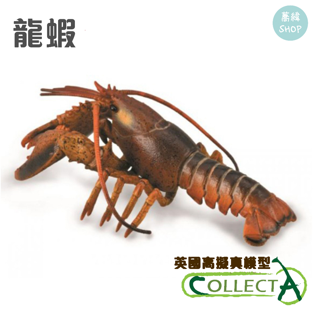 collectA 龍蝦 英國高擬真模型