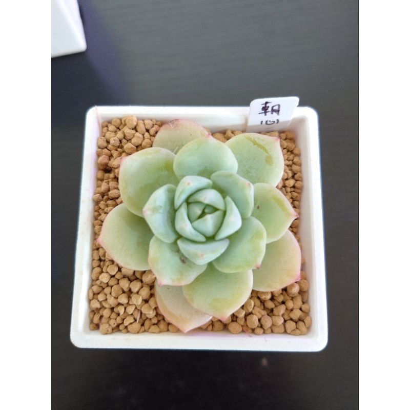 全国総量無料で 多肉植物 韓国苗 Grazie mille！＾*＾様 植物/観葉植物