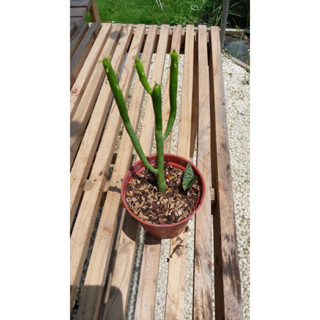 🌱小綠洲植栽🌵珊瑚大戟/綠珊瑚/3吋盆/多肉植物/戶外/陽臺/室內