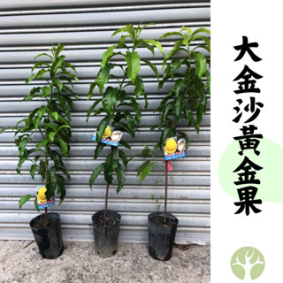 [農夫世家] 經典大果品種 大金沙黃金果 尖尾巴 馴化程度高 熱門品種 專業靠接 苗 果樹 血統純正 新興果樹 大金莎