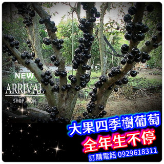 ✅大果四季樹葡萄✅盆栽 艾斯卡【3-8年樹 各尺吋-正開花結果中】此品種一年生8次、接近全年結果、可盆栽開花結果