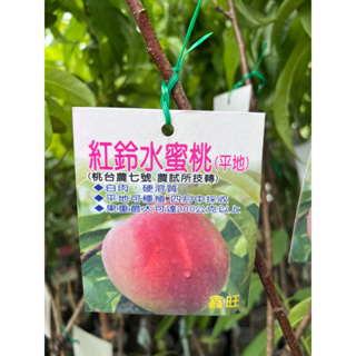 頂耀園藝 紅鈴水蜜桃（台農7號）高度約80公分