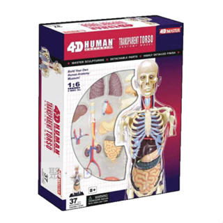 玩得購【4D Master】626108 立體拼組模型 人體解剖 教學系列 全透視 人體8吋 半身透明軀幹