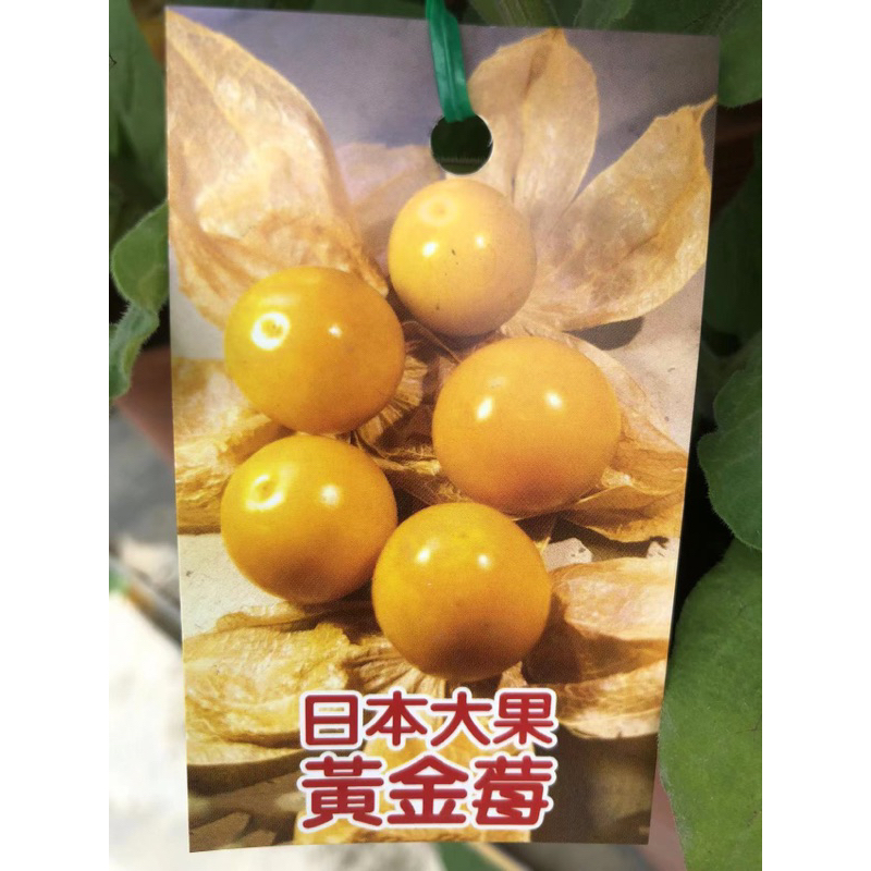 日本黃金莓⋯/5寸/6寸盆