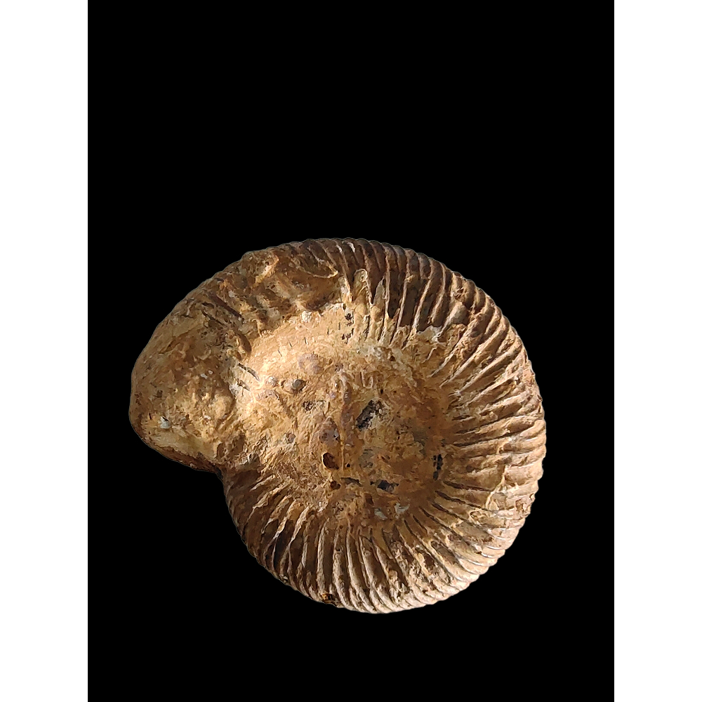 B款極品天然馬達加斯加奇石收藏大号巴甫洛夫菊石標本 古生物化石原石擇件 黄海螺