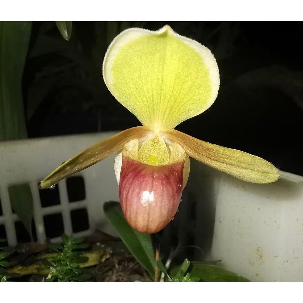 噢葉design  "Paphiopedilum helenae 海倫拖鞋蘭"   蘭花、塊根植物、圓葉花燭、蔓綠絨