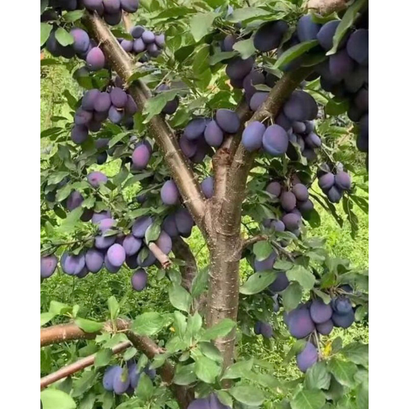 霏霏園藝（西梅）紫色蜜棗李  脆脆的。很甜。也可以吃軟的。臺灣適合種4吋盆特價一棵430元7-11只能裝一棵麻煩大家體諒