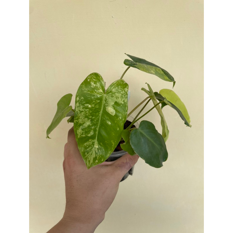 Philodendron 'Burle Marx' variegated 斑葉獨角獸蔓綠絨